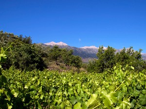 Dourakis Winery - Kreta