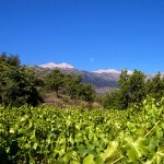 Dourakis Winery - Crete