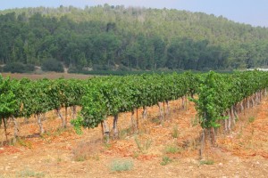 One of the Vineyards at Hans Sternbach Winery