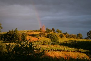 Blick von der Terrasse des Atelier Kramarauf das Weinbaugebiet Brda