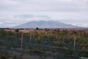 Weingärten des Weingut Van Ardi in der Provinz Aragazotn - (c) Van Ardi